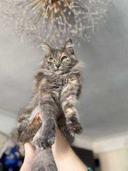 Maine Coon Cats Available for Adoption - Morgana | PetCurious