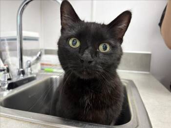 CONNOR -  Domestic Short Hair Cat for Adoption in Loveland, Colorado - CONNOR | PetCurious