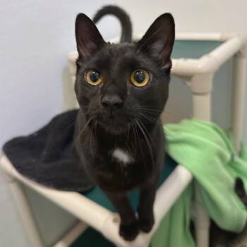 Domestic Short Hair Cats Available for Adoption - Ninja | PetCurious