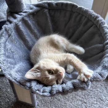 Bitters -  Domestic Short Hair Cat for Adoption in Bel Air, Maryland - Bitters | PetCurious