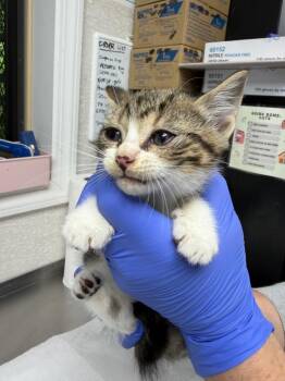Wind -  Domestic Short Hair Cat for Adoption in Pomona, New York - Wind | PetCurious