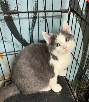 Rescue Domestic Short Hair Cats for Adoption in Lake City, Michigan - 6794 (Zephyr) | PetCurious