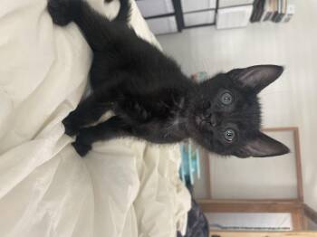 Domestic Short Hair Cats Available for Adoption - Cosmo | PetCurious