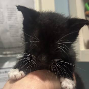 Little Raven -  Domestic Short Hair Cat for Adoption in Chattanooga, Tennessee - Little Raven | PetCurious