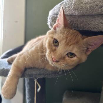 Lizard -  Domestic Short Hair Cat for Adoption in Richmond, Virginia - Lizard | PetCurious