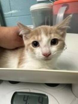 Steely -  Domestic Short Hair Cat for Adoption in Manitowoc, Wisconsin - Steely | PetCurious