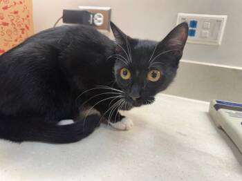 Rescue Domestic Short Hair Cats for Adoption in Baytown, Texas - SMUDGE | PetCurious
