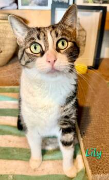 Lily -  Domestic Short Hair Cat for Adoption in Penndel, Pennsylvania - Lily | PetCurious