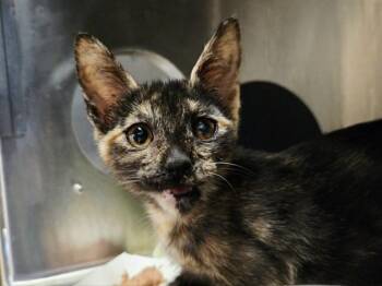A1051848 -  Domestic Short Hair Cat for Adoption in Martinez, California - A1051848 | PetCurious