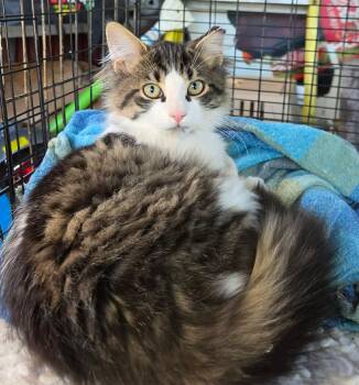 Carlos -  Domestic Long Hair Cat for Adoption in Terrebonne, Quebec - Carlos | PetCurious