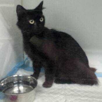 Morticia -  Domestic Medium Hair Cat for Adoption in Columbus, Georgia - Morticia | PetCurious