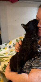 Night -  Domestic Short Hair Cat for Adoption in Wheaton, Illinois - Night | PetCurious