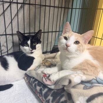 Domestic Short Hair Cats Available for Adoption - Philly | PetCurious