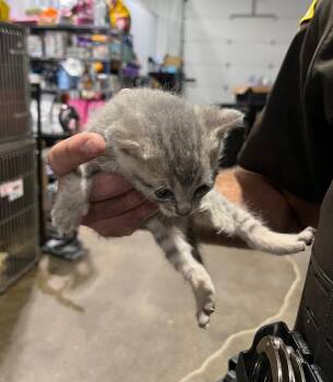 Cyn -  Domestic Short Hair Cat for Adoption in Pierceton, Indiana - Cyn | PetCurious