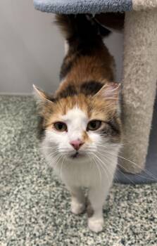 Hollis -  Domestic Long Hair Cat Available for Adoption in Richland Center, Wisconsin - Hollis | PetCurious