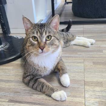 Flit -  Domestic Short Hair Cat for Adoption in Las Vegas, Nevada - Flit | PetCurious
