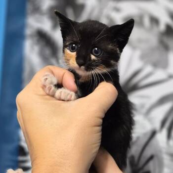 Domestic Short Hair Cats Available for Adoption in Wahiawa, Hawaii - Judeah | PetCurious