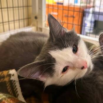 Biscuits -  Domestic Medium Hair and Domestic Short Hair Cat for Adoption in Woodinville, Washington - Biscuits | PetCurious