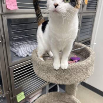 Louise -  Calico Cat for Adoption in Hammond, Indiana - Louise | PetCurious