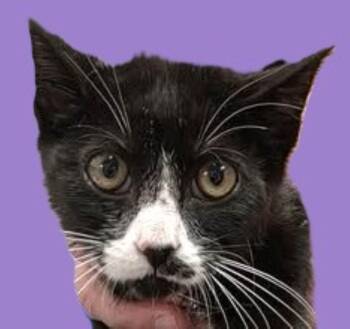 Figaro -  Domestic Short Hair Cat for Adoption in Savannah, Georgia - Figaro | PetCurious