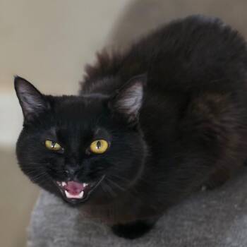 Raina -  Domestic Medium Hair Cat for Adoption in Eagle Mountain, Utah - Raina | PetCurious