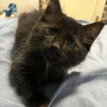 Domestic Medium Hair Cats Available for Adoption in Hamilton, Ontario - Terry - A Sweet Little Gentleman! | PetCurious