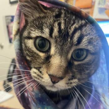 Adele -  Domestic Short Hair Cat for Adoption in Murray, Utah - Adele | PetCurious