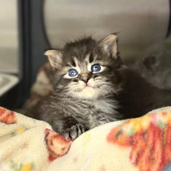 Domestic Medium Hair Cats Available for Adoption - Tab | PetCurious