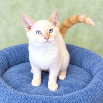Theo -  Siamese and Domestic Short Hair Cat for Adoption in Long Beach, Washington - Theo | PetCurious