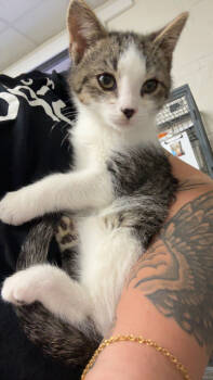 Rescue Domestic Short Hair Cats for Adoption in Norfolk, Virginia - Seamus | PetCurious