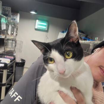 Yasa -  Domestic Short Hair Cat for Adoption in Clearwater, Florida - Yasa | PetCurious