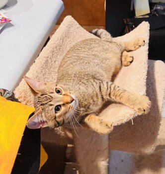 Rescue Domestic Short Hair Cats for Adoption in Walled Lake, Michigan - Persey (Must Be Adopted With Elliot) | PetCurious