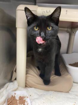 Kiwi -  Domestic Short Hair Cat for Adoption in Pomona, New York - Kiwi | PetCurious