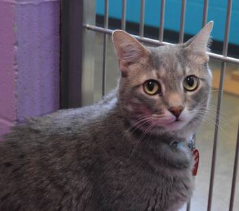 Beemer -  Domestic Short Hair Cat Available for Adoption - Beemer | PetCurious