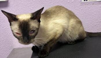 61200528 -  Domestic Short Hair Cat for Adoption in El Paso, Texas - 61200528 | PetCurious
