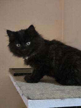 Ossie -  Domestic Long Hair Cat for Adoption in Walled Lake, Michigan - Ossie | PetCurious