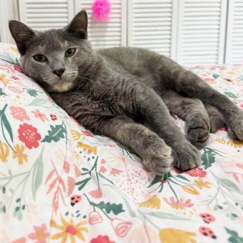 Kalea -  Domestic Short Hair Cat for Adoption in Miami, Florida - Kalea | PetCurious