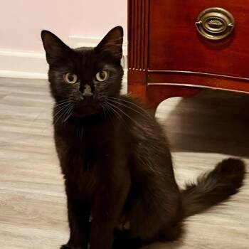 Lucy -  Domestic Medium Hair Cat for Adoption in Buffalo, New York - Lucy | PetCurious