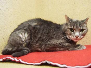 Rescue Domestic Short Hair Cats for Adoption in Sacramento, California - TINKERS | PetCurious