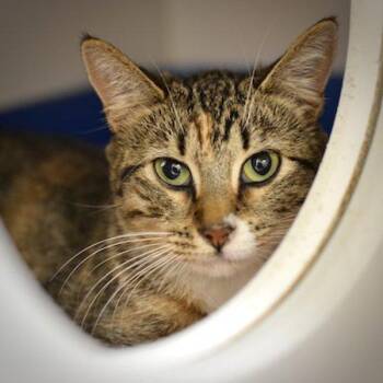 Sally (mcas) -  Domestic Short Hair Cat for Adoption in Troutdale, Oregon - Sally (mcas) | PetCurious
