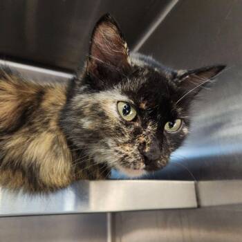 Gracie -  Tortoiseshell Cat for Adoption in Liberty, Missouri - Gracie | PetCurious