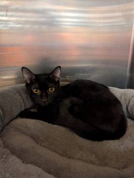 Koa -  Domestic Short Hair Cat for Adoption in Tucson, Arizona - Koa | PetCurious