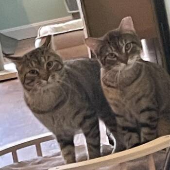 Domestic Short Hair Cats Available for Adoption in Providence, Rhode Island - Christian | PetCurious