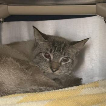 Domestic Short Hair Cats Available for Adoption - STONEY | PetCurious