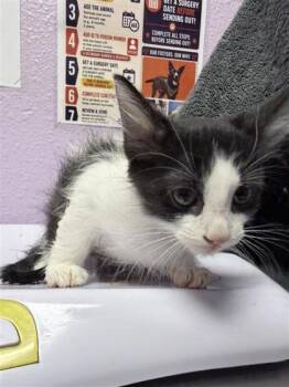 *Lyra -  Domestic Medium Hair Cat for Adoption in El Paso, Texas - *Lyra | PetCurious