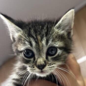 Tigress -  Domestic Long Hair Cat for Adoption in Leander, Texas - Tigress | PetCurious