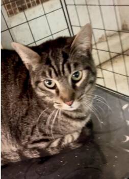 Tabby and Domestic Short Hair Cats Available for Adoption - Henry | PetCurious