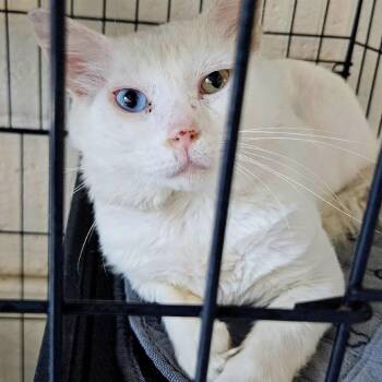 Marble -  Domestic Medium Hair Cat for Adoption in Huntington, West Virginia - Marble | PetCurious
