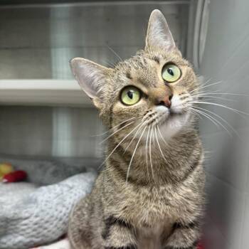 Skylar -  Domestic Short Hair Cat for Adoption in Corpus Christi, Texas - Skylar | PetCurious