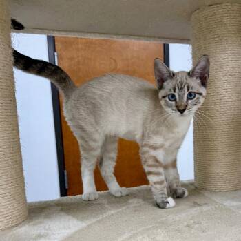 Pepsi -  Siamese Cat for Adoption in Corpus Christi, Texas - Pepsi | PetCurious